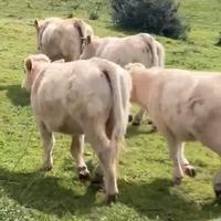 Vitelli da reinstallo