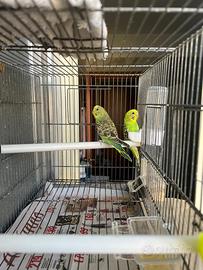 Pappagalli