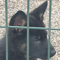 Cuccioli di pastore tedesco