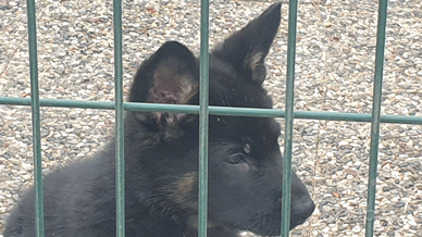 Cuccioli di pastore tedesco