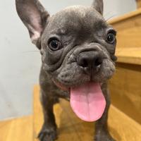 Bulldog francese
