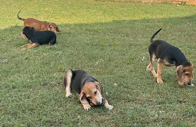 Cuccioli di segugio
