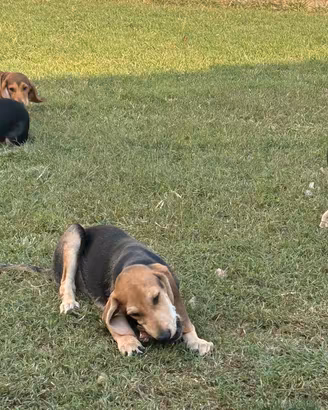 Cuccioli di segugio