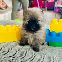 Spitz di Pomerania toy