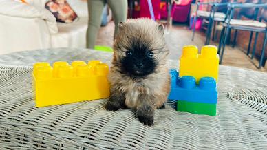 Spitz di Pomerania toy