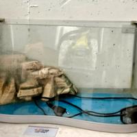 Acquario Tartarughe 