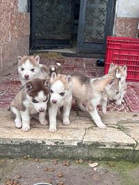 Cuccioli siberian husky