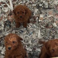 Barboncino toy femmina