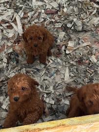 Barboncino toy femmina