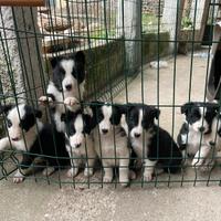 Cuccioli di Bordel collie