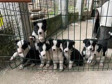 Cuccioli di Bordel collie