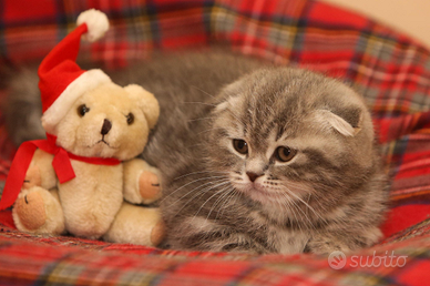 Gattini scottish fold e Scottish Straight
