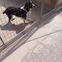 Springer spaniel inglese maschio anni 7