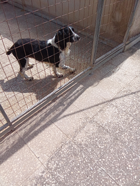 Springer spaniel inglese maschio anni 7