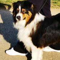 Maschio Australian shepherd/pastore australiano