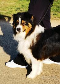 Maschio Australian shepherd/pastore australiano