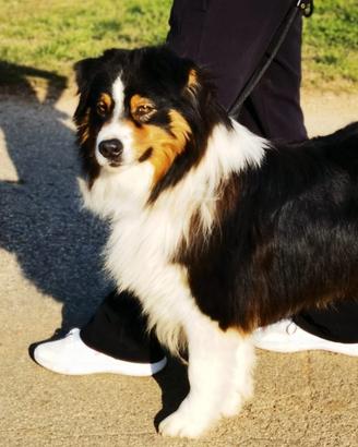 Maschio Australian shepherd/pastore australiano