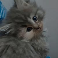 Gattina siberiana di pura razza