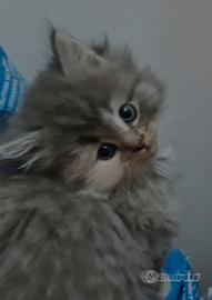 Gattina siberiana di pura razza