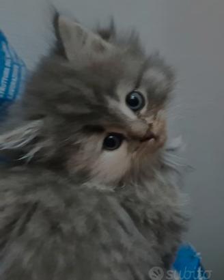 Gattina siberiana di pura razza