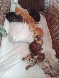 Meravigliosi gattini