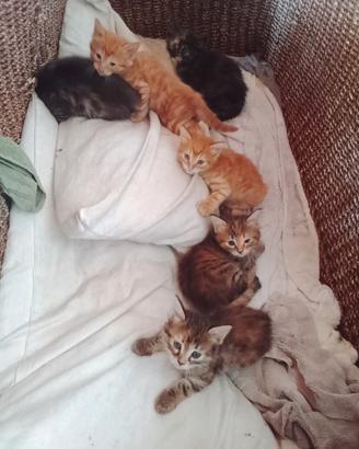 Meravigliosi gattini