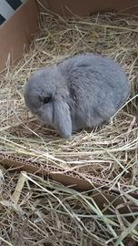 Conigli ariete nano minilop