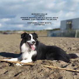 Border Collie disponibile per monte