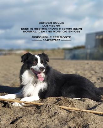 Border Collie disponibile per monte