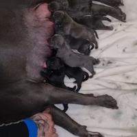 Cuccioli american bully pocket