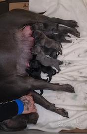 Cuccioli american bully pocket