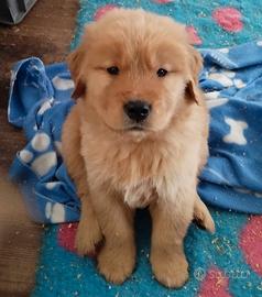Golden retriver linea americana cuccioli