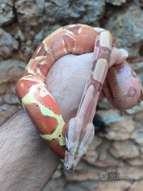 Boa constrictor