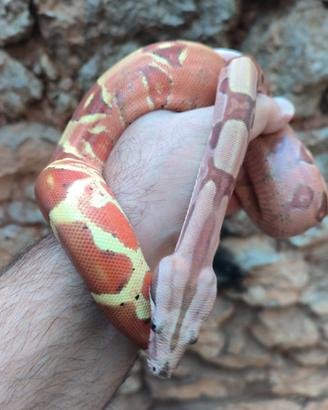 Boa constrictor