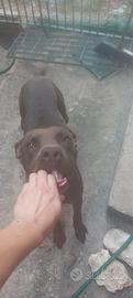 Pitbull cucciolone