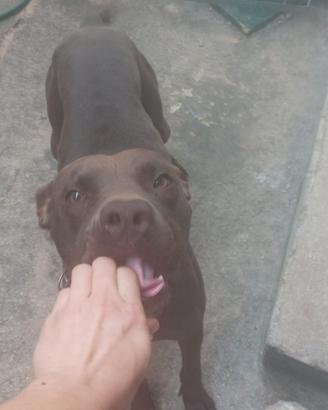 Pitbull cucciolone