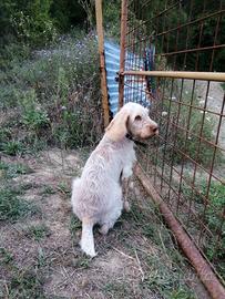 Spinone