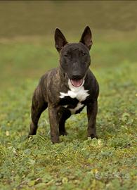 Bull terrier miniatura