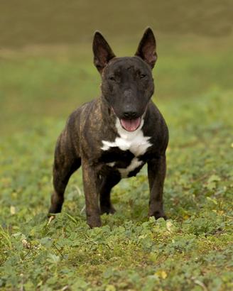 Bull terrier miniatura