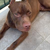 Pit bull terrier red nose