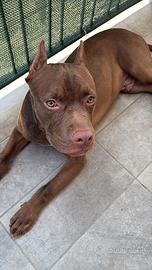 Pit bull terrier red nose