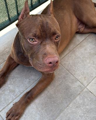 Pit bull terrier red nose