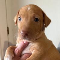 Cuccioli Cirneco dell'Etna