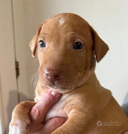Cuccioli Cirneco dell'Etna