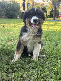 Cucciola pastore australiano