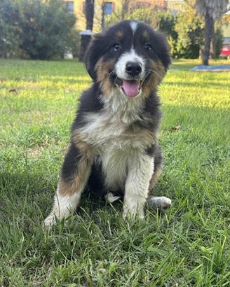 Cucciola pastore australiano