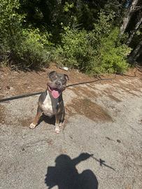 Pitbull U.K.C. Tricolor blue disponibile per monta