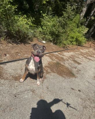 Pitbull U.K.C. Tricolor blue disponibile per monta
