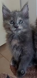 Cucciola di Maine Coon
