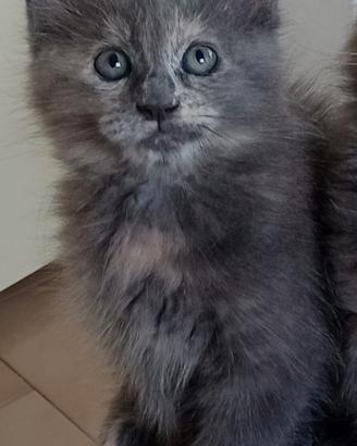 Cucciola di Maine Coon
